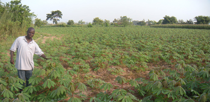 aanplant cassaves dastco-boeren stichting helphelpen