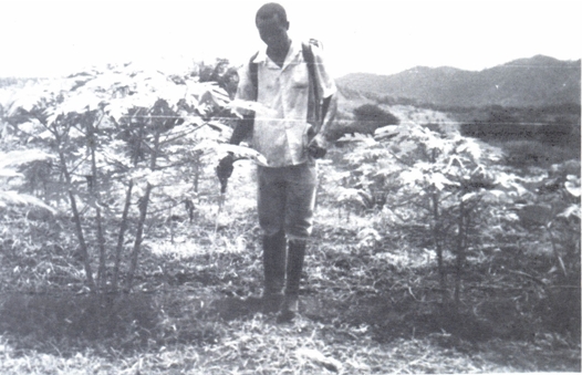 jonge papaja-bomen 