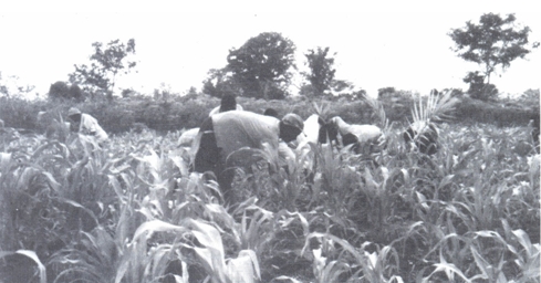 plantage in Korlenu 